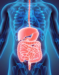 why digestive system is important