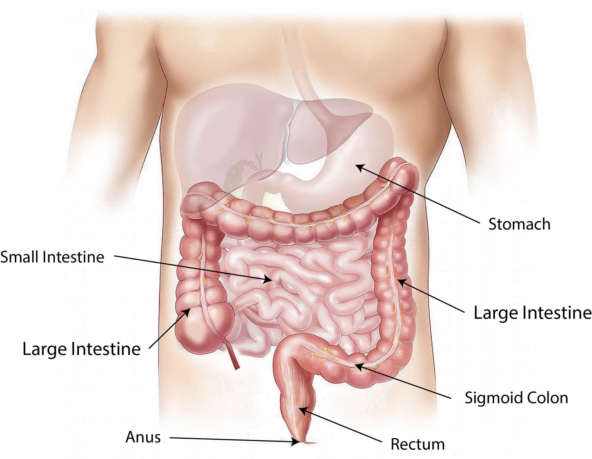 how digestion system works