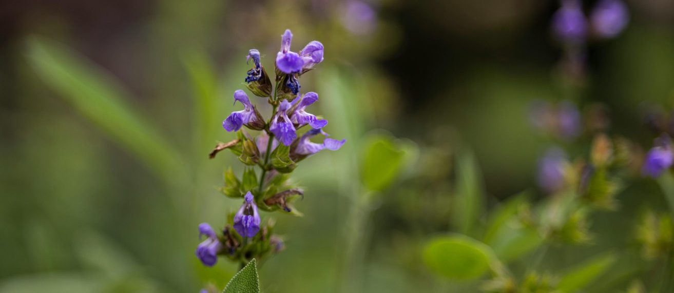 adaptogenic herbs